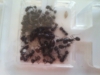 messor barbarus dsl