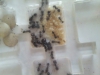 messor barbarus(dsl)