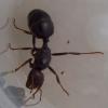 messor barbarus sevillana