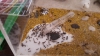 Messor Barbarus