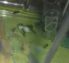 Diario Messor Barbarus