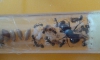 messor barbarus