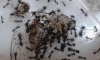 messor barbarus comiendo