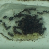 colonia con larvas
