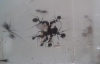 messor barbarus comiendo