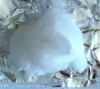 Messor 4