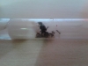 Messor Barbarus