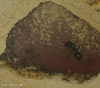 minicolonia messor 7feb 2020