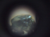 R. messor barbarus ocular telescopio 4