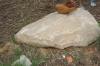 Piedra de unos 100 kg que mejio levantamos para ver si an haban alados en el nido de M. barbarus (Montjuc, Barcelona) 22.09.06  (s que haba)