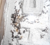 M.barbarus en ytong