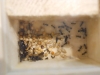 Messor Barbarus en la cajita de los chinos
