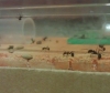 Mis messor barbarus 1