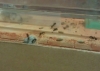 Mis messor barbarus 4