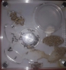 Diario Messor Barbarus