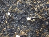 Traslado Messor barbarus