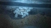 M.Barbarus,Alpha,cr�as.