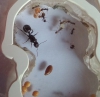 Messor barbarus