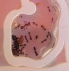 Messor barbarus
