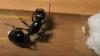 Reina Messor barbarus con sus cr�as