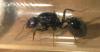 Reina Messor barbarus