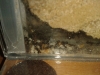 Larvas de messor barbarus
