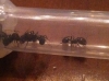 5messor