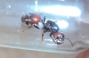 M.barbarusRoja