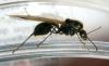 macho messor barbarus