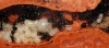 Huevo - Larva gigante