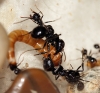 Messor major
