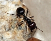 Messor major