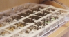 Hormiguero nuevo Messor barbarus