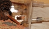 Forrajeo com�n Messor y Cremas