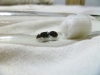 Reina Messor Barbarus