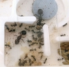 Poliginia Messor barbarus