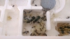 Poliginia Messor barbarus