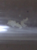 Primeras larvas Pou Rama