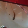 Liquido oscuro Messor barbarus