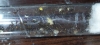 larva