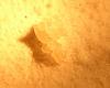 larvas de messor barbarus