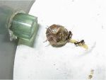 obreras lasius sobre glomeris