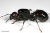 Messor Barbarus reina