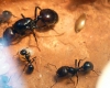 messor barbarus , media o major?