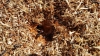 Messor barbarus