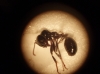 Messor ¿barbarus?