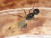 reina messor marocanus