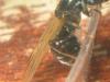 reina messor marocanus