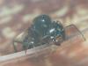 reina messor marocanus
