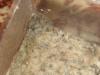huevos y reina crematogaster scutellaris